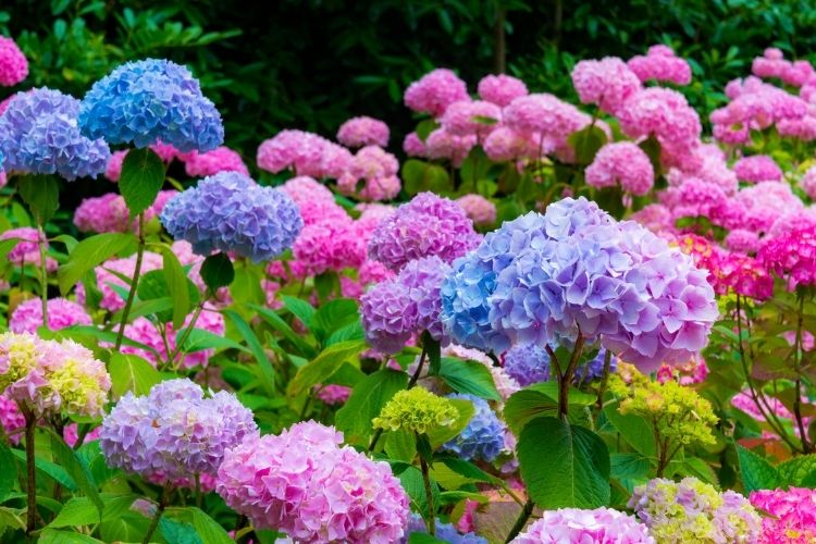 Hydrangea Types Growing Guide