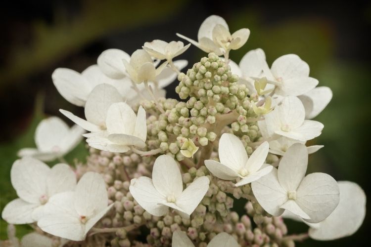 Hydrangea Types Growing Guide: Oakleaf Hydrangeas