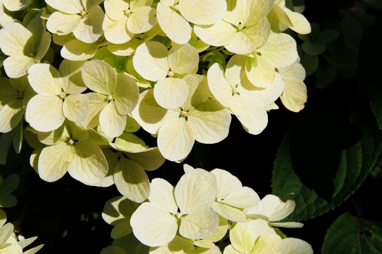 Panicle Hydrangeas