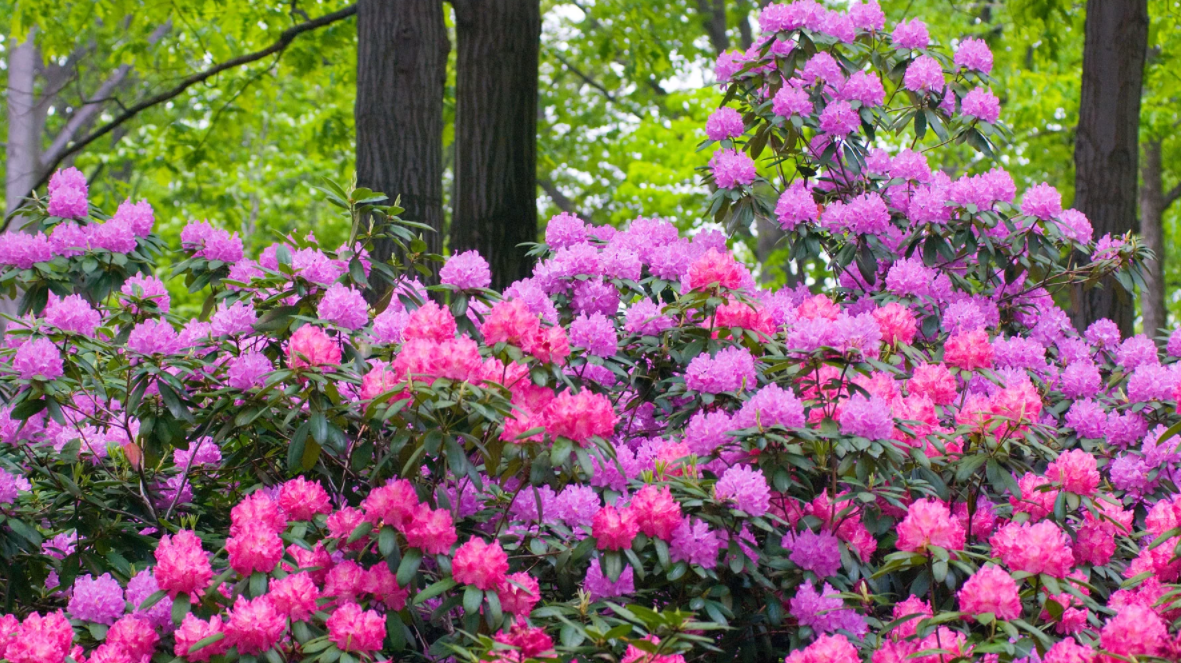 Rhododendron