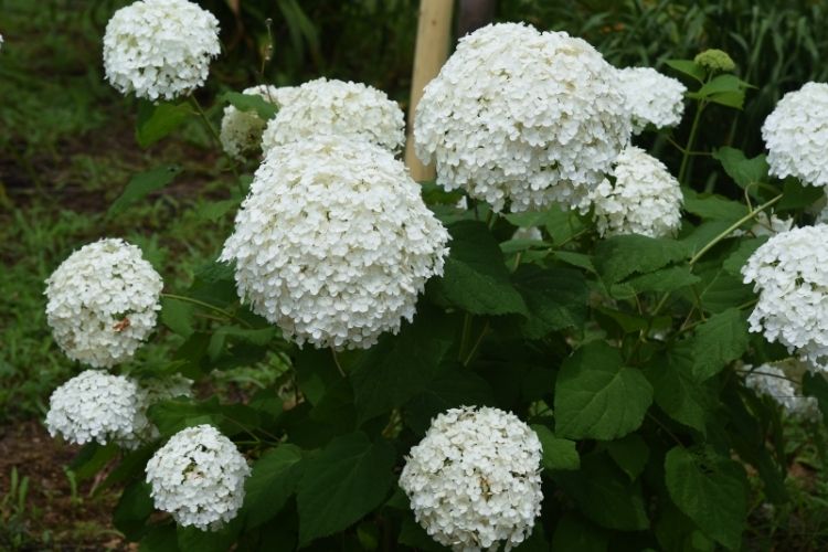 Hydrangea Types Growing Guide: Smooth Hydrangeas