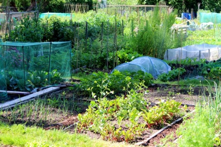 vegetable home garden