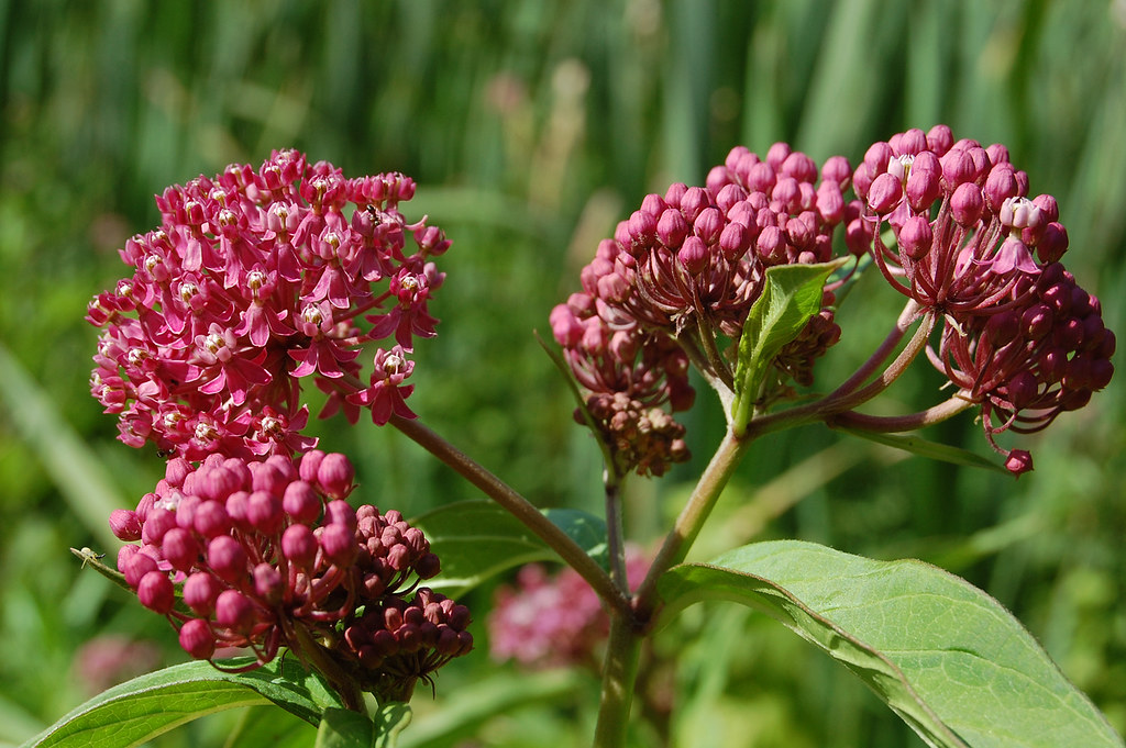 North Carolina Growing Zones: Swamp Milkweed