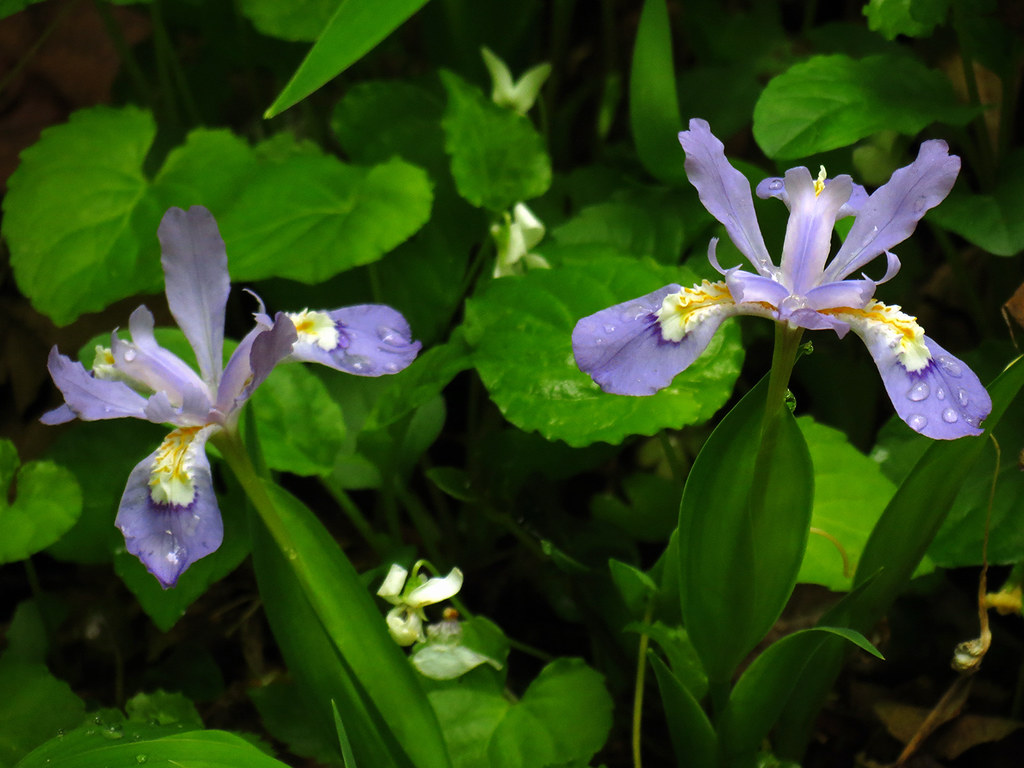 Dwarf Crested Iris: North Carolina Growing Zones