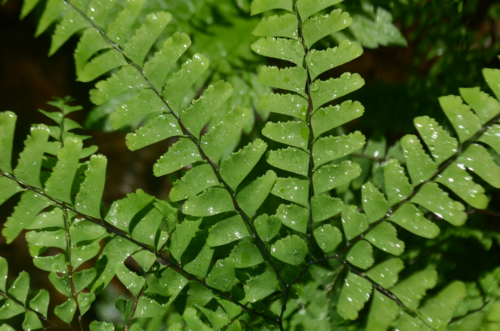 Northern Maidenhair Fern