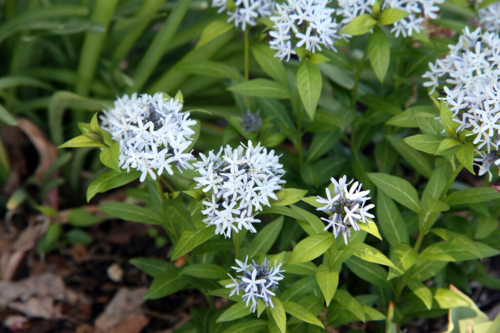 eastern blue star North Carolina Growing Zones