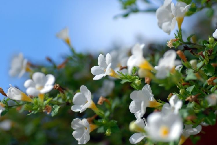 Bacopa