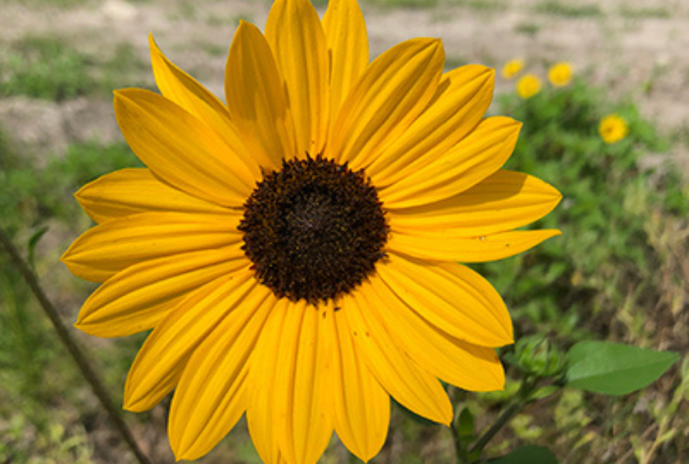 Beach sunflower