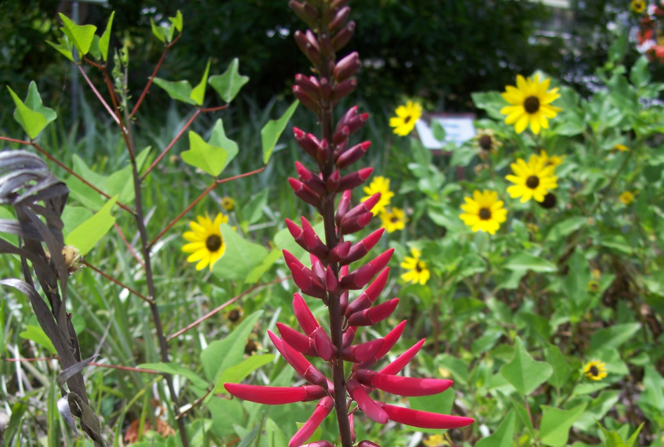 Florida Growing Zones: Coral bean