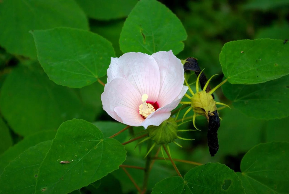 swamp mallow