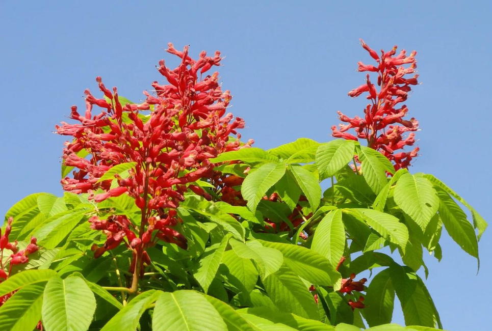 Red Buckeye