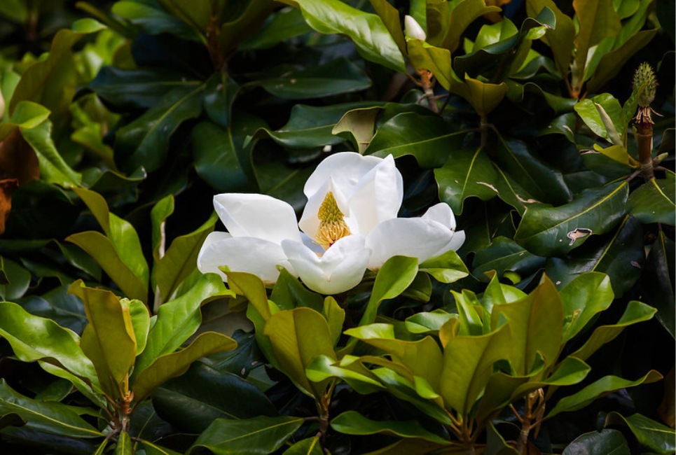 Southern Magnolia