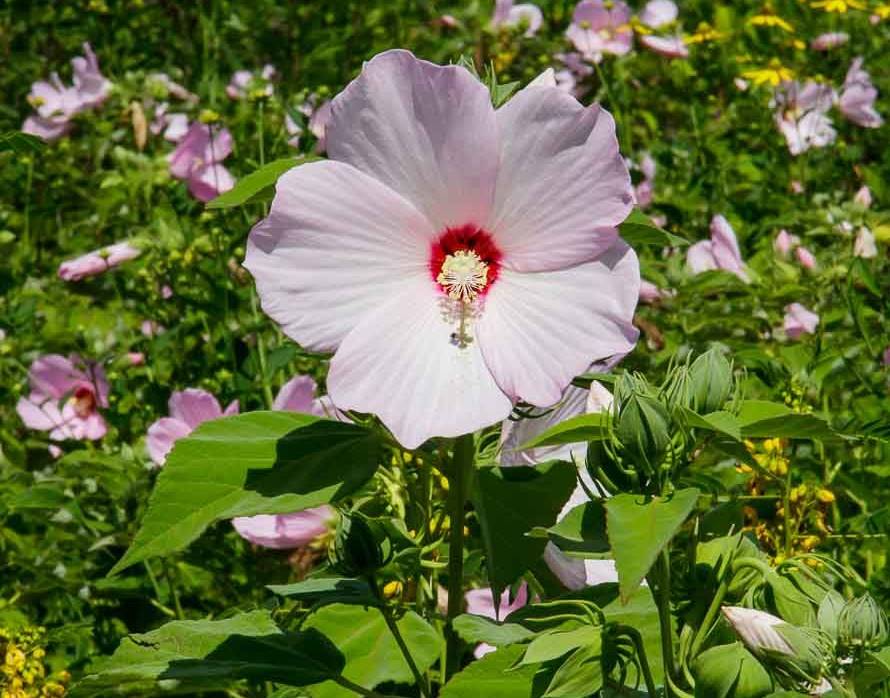 Giant Rose Mallow