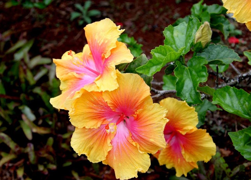 Hibiscus Seeds