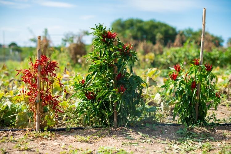 Hot peppers