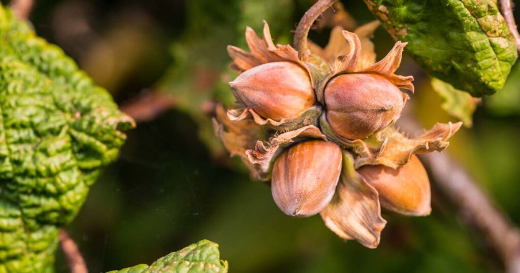 hazelnuts