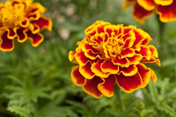 Marigold