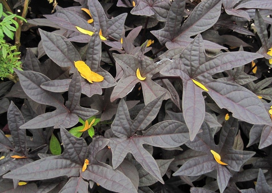 Ornamental Sweet Potato Vine