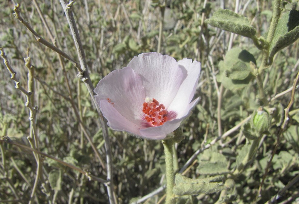 Rock Hibiscus