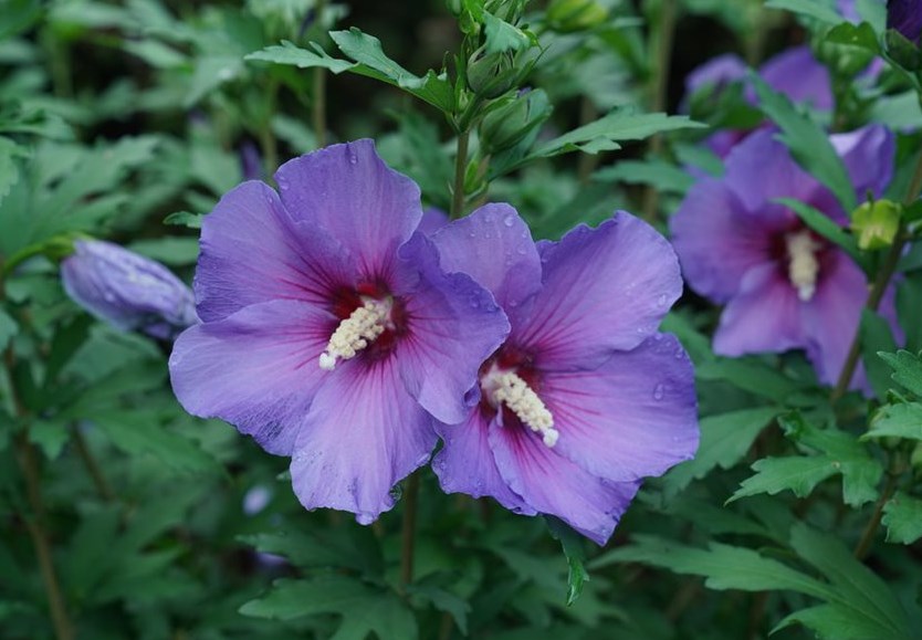 Rose of Sharon