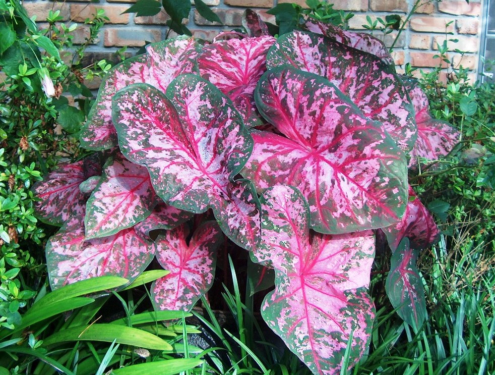 Shade Caladium