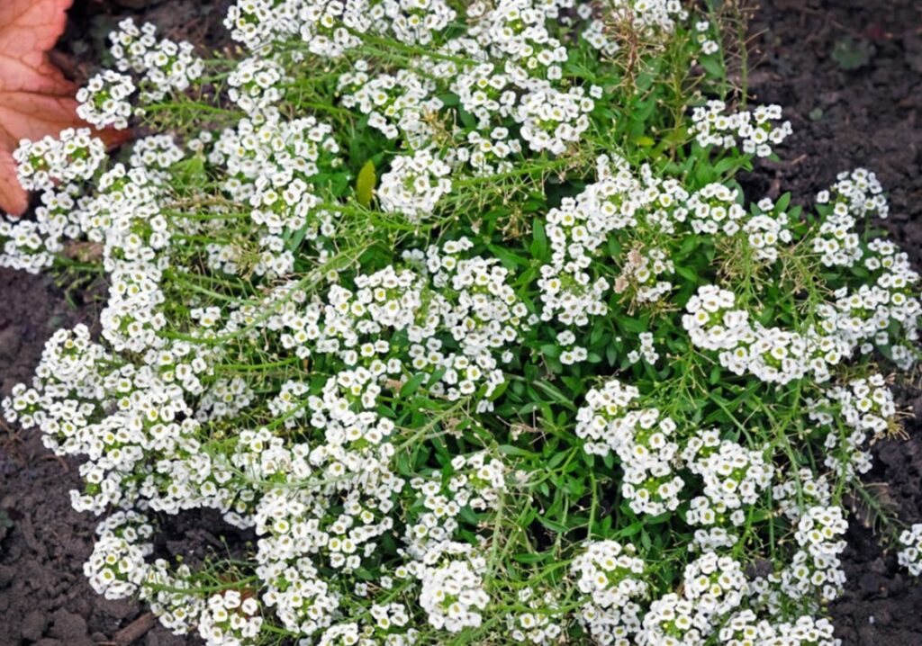 Sweet Alyssum