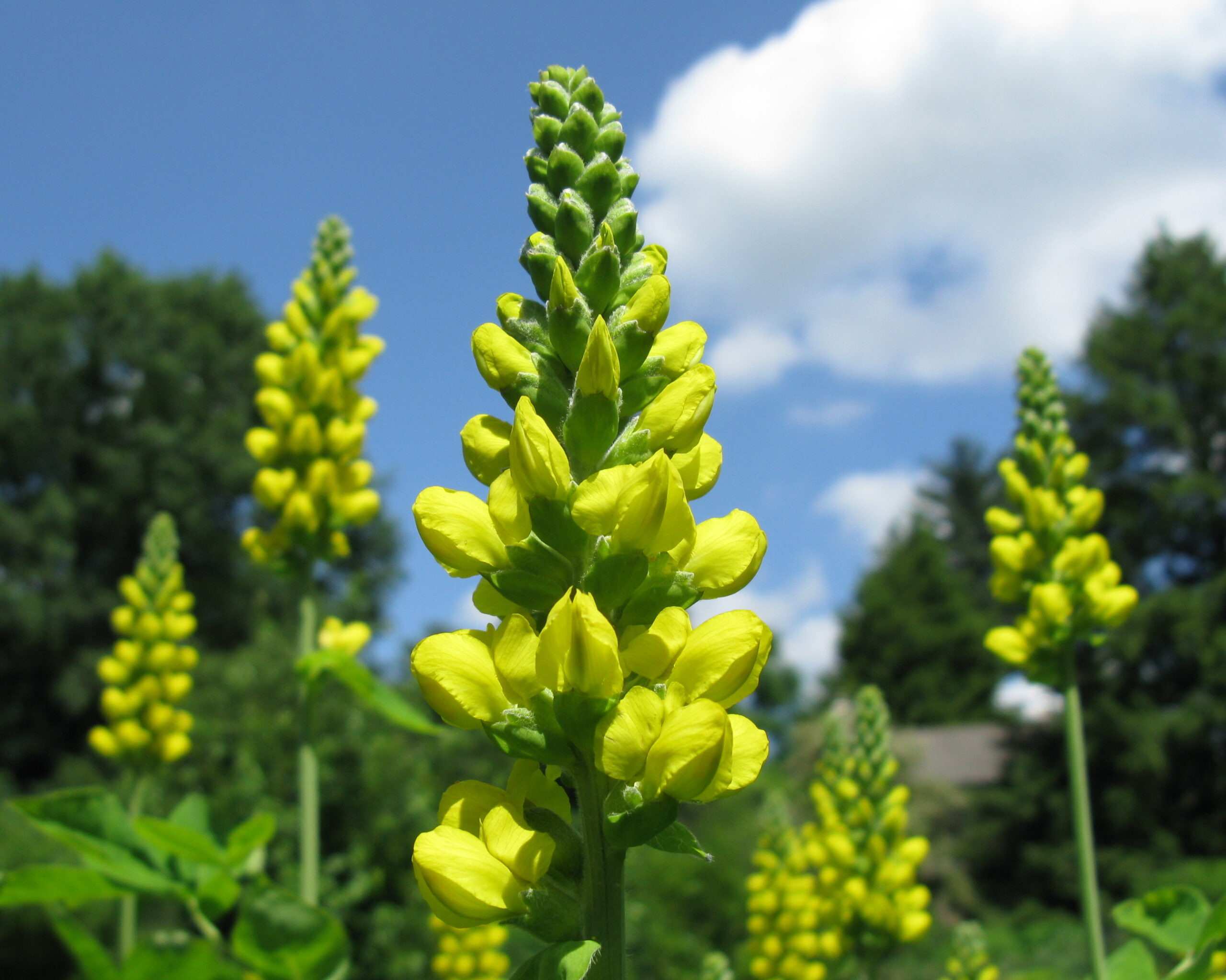 Carolinia lupine