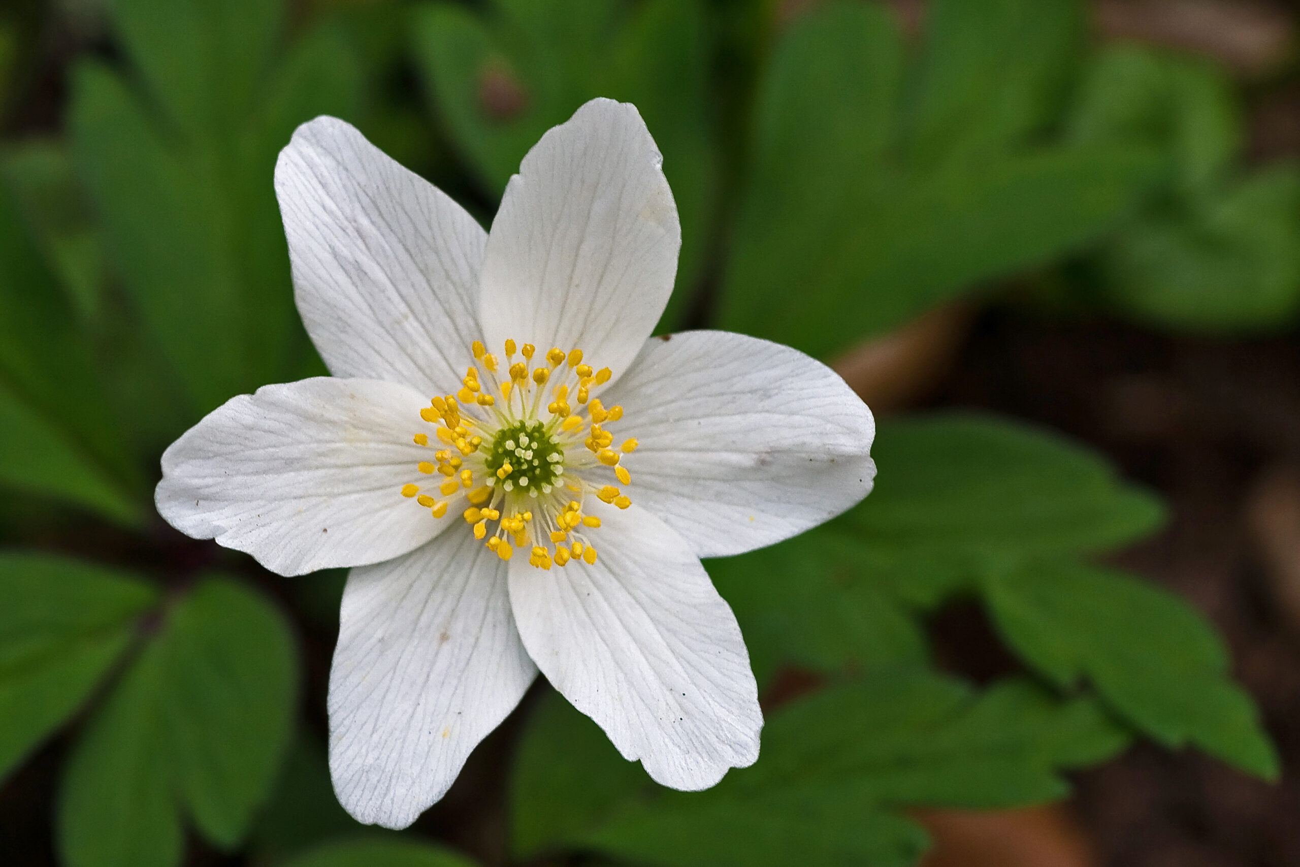 Wood Anemone