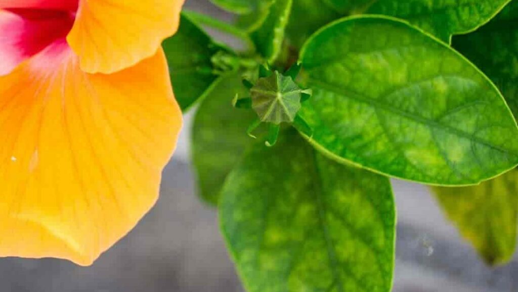 Yellowing Leaves