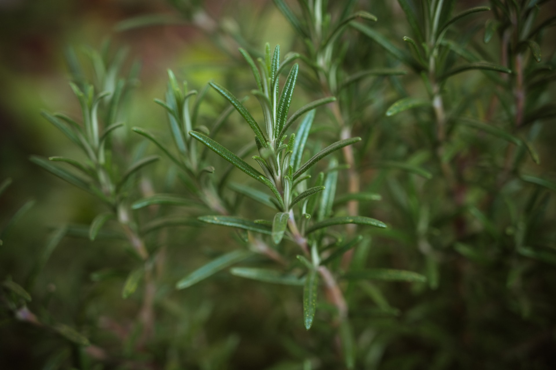 rosemary