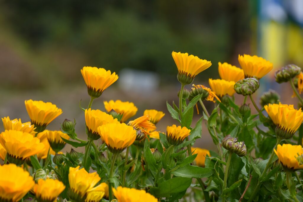 calendula