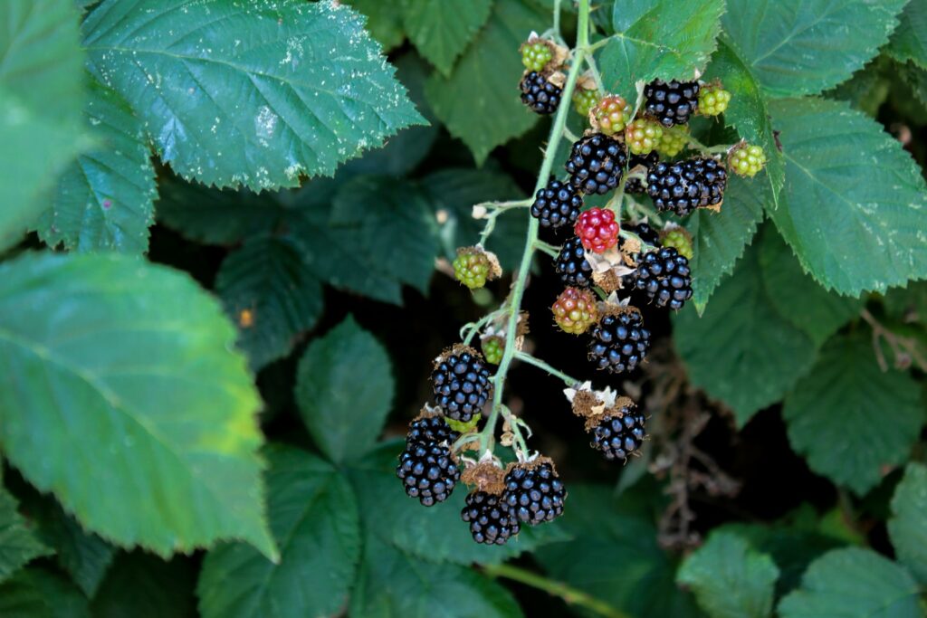 blackberries