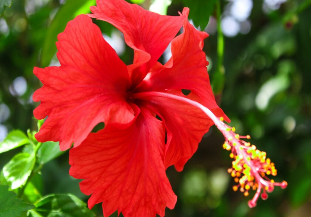 red hibiscus