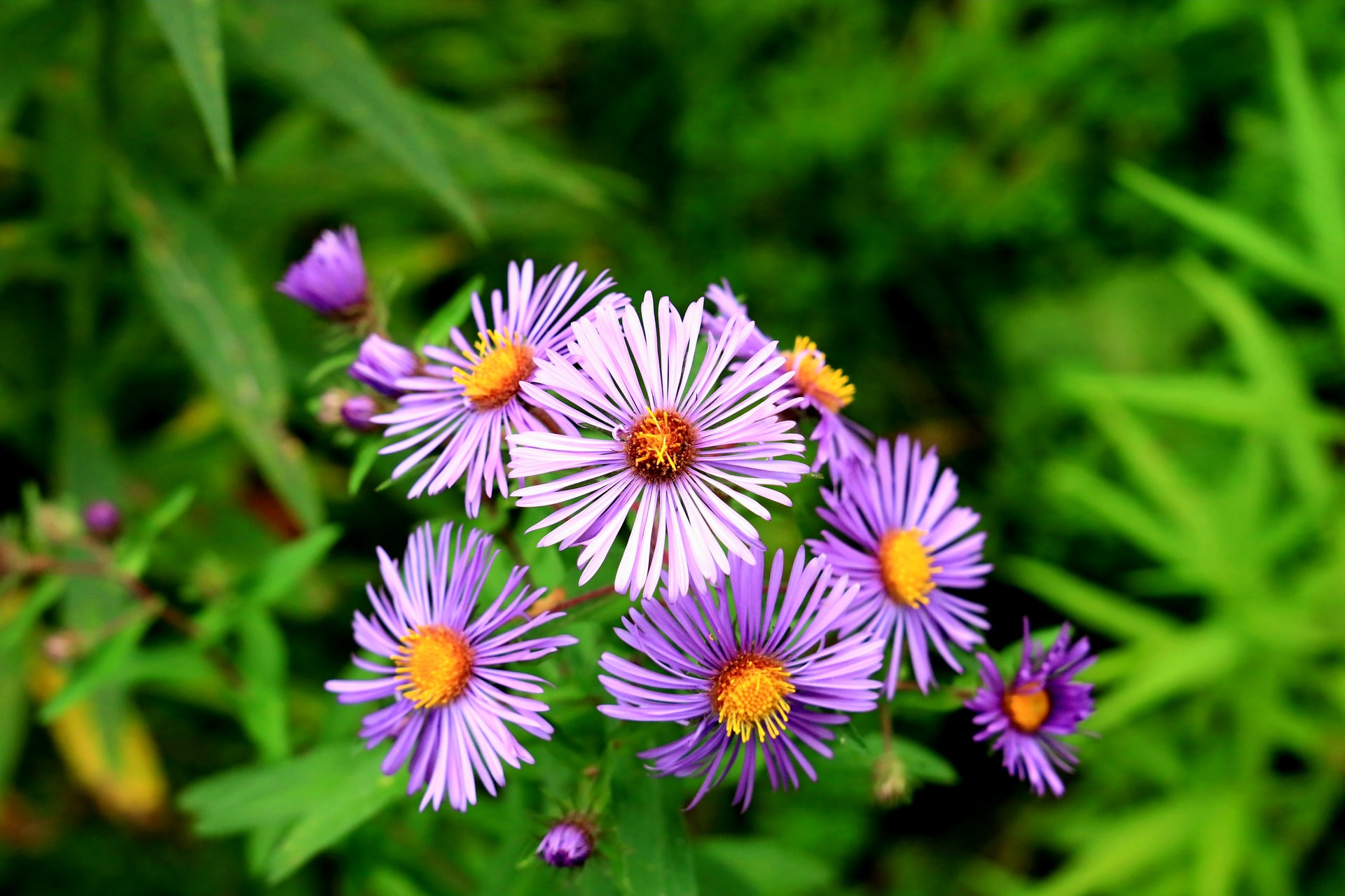 Aster