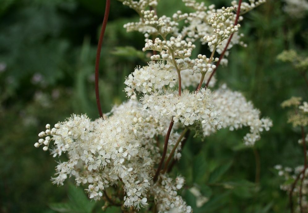 Filipendula