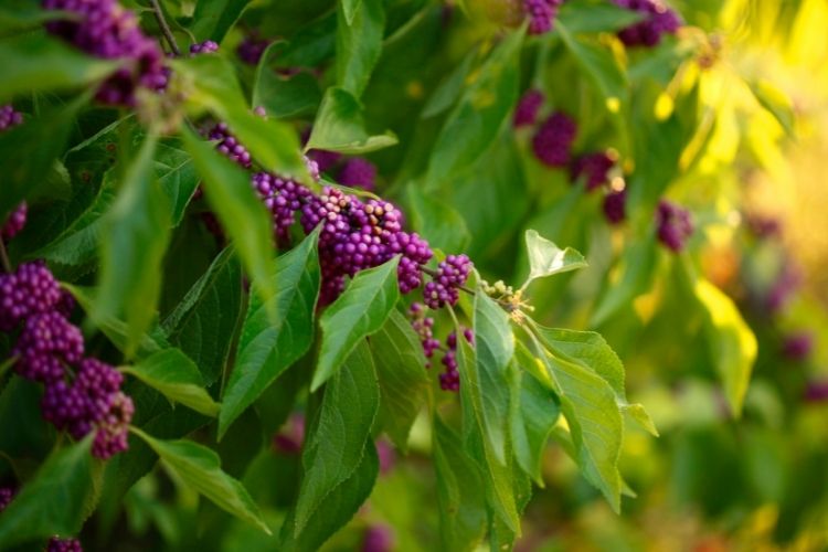 American Beautyberry