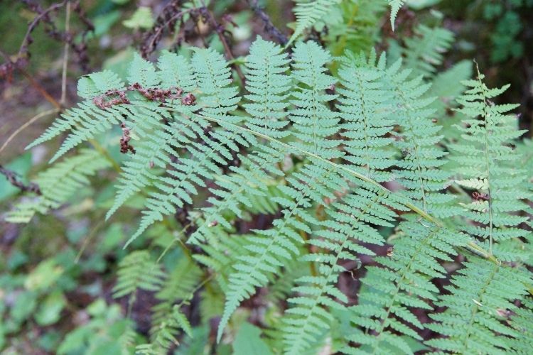 Lady Fern