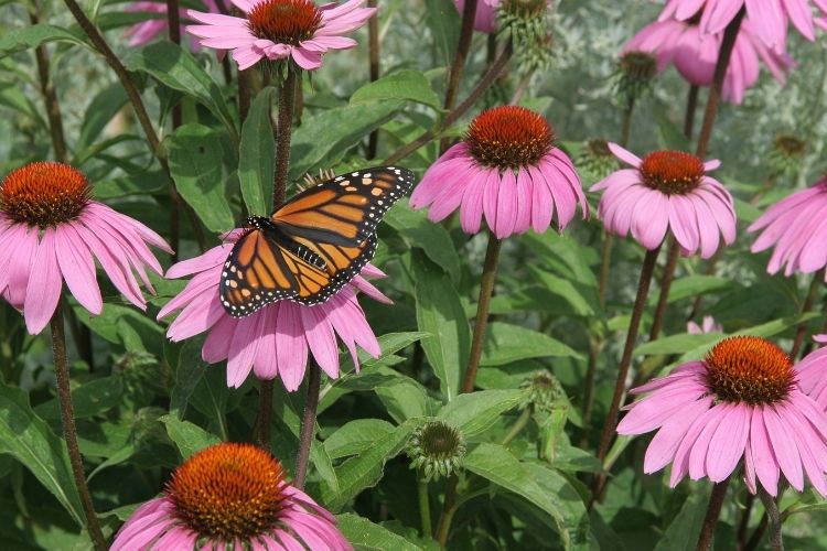 Purple Coneflower