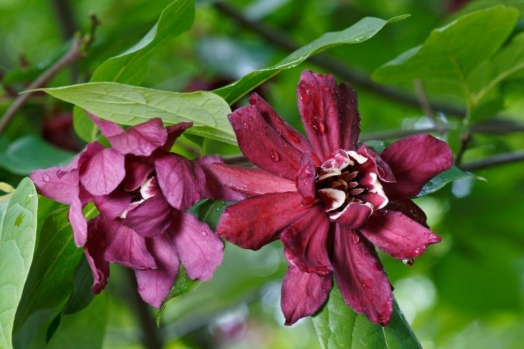 Sweetshrub