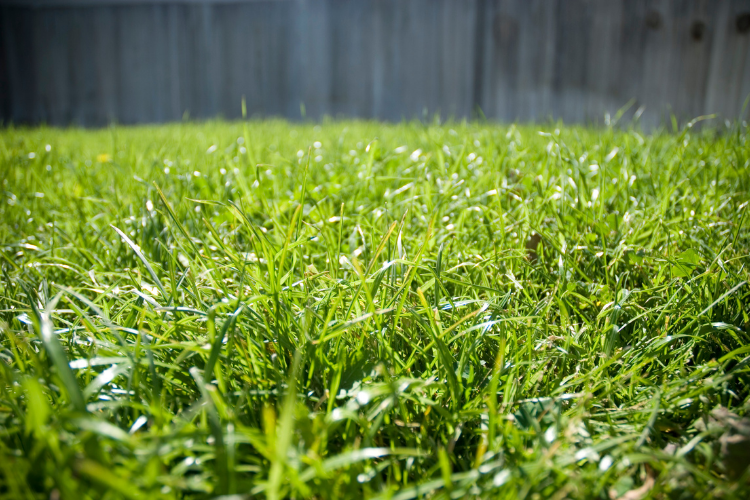 Bermuda Grass