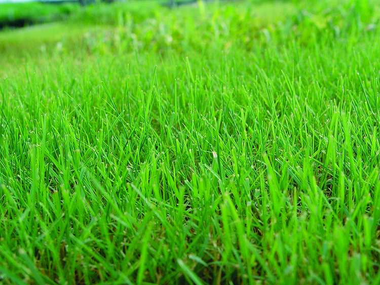 California Buffalograss