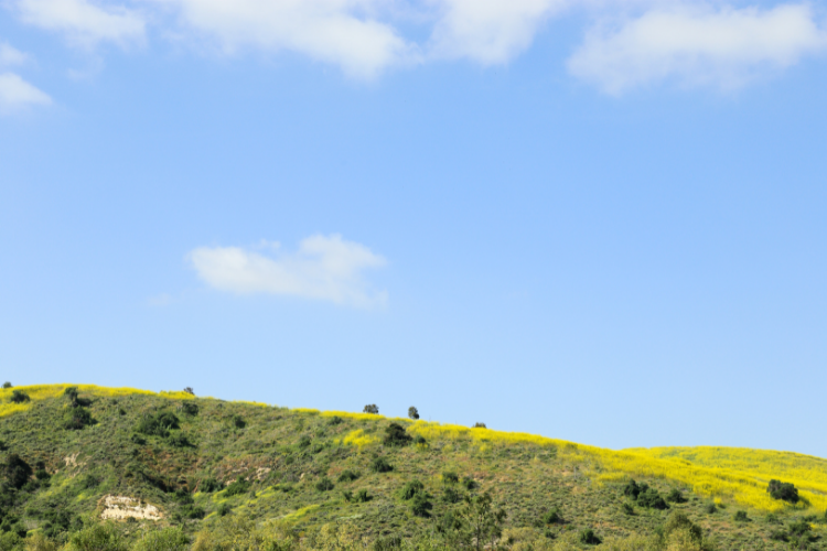 Southern California grass