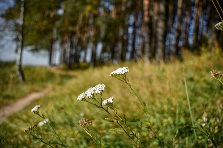 Yarrow