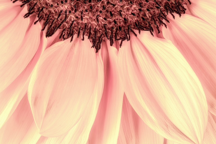 Pink sunflower