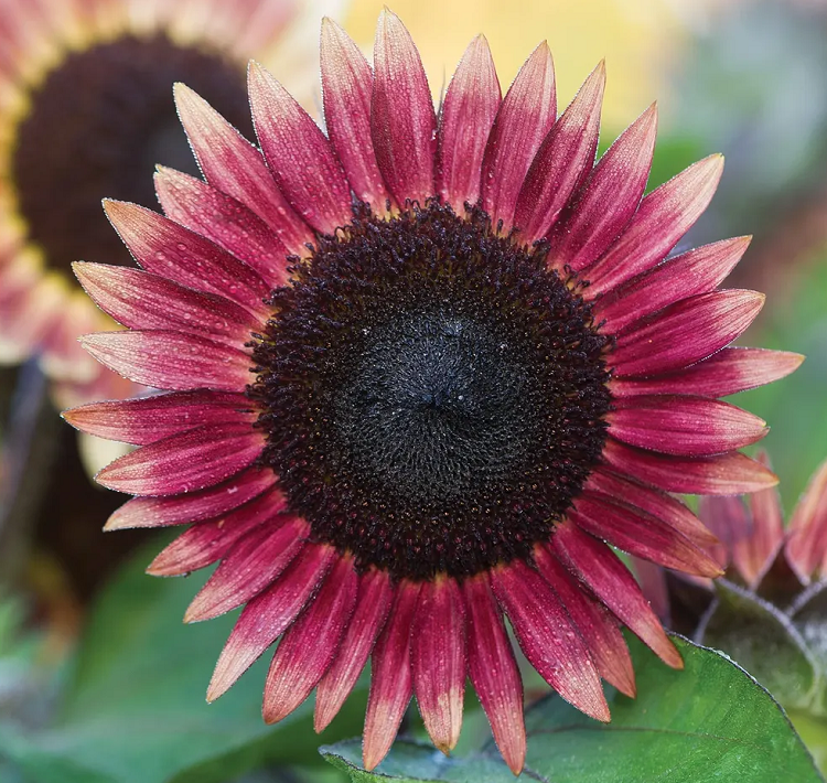 Sunflower, Ms. Mars