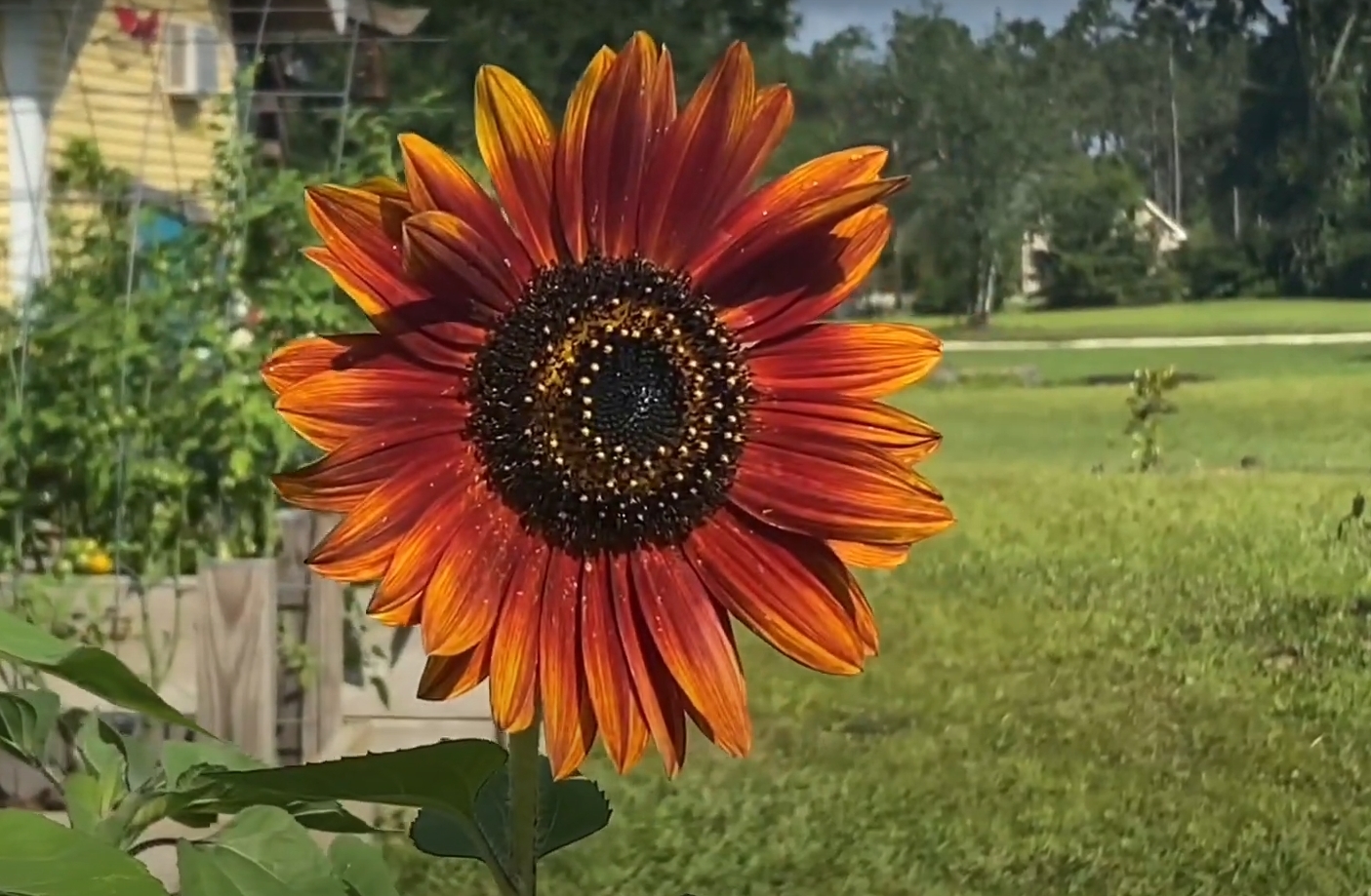 evening sun sunflower