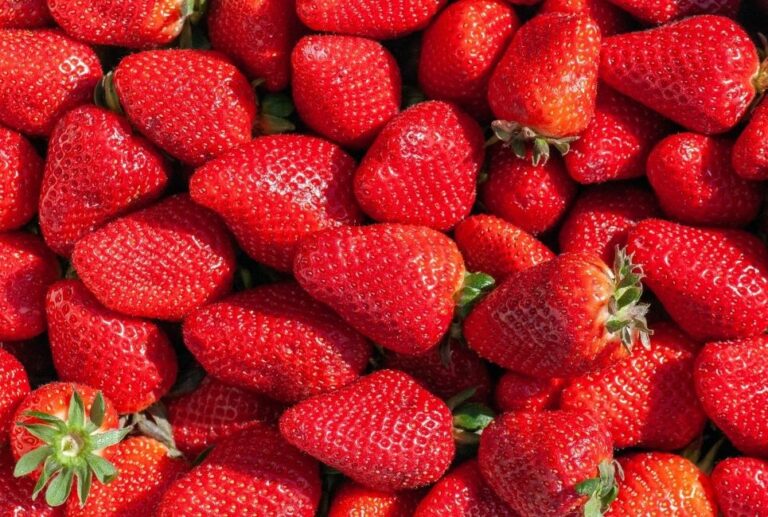 When Are Strawberries in Season Jardin HQ