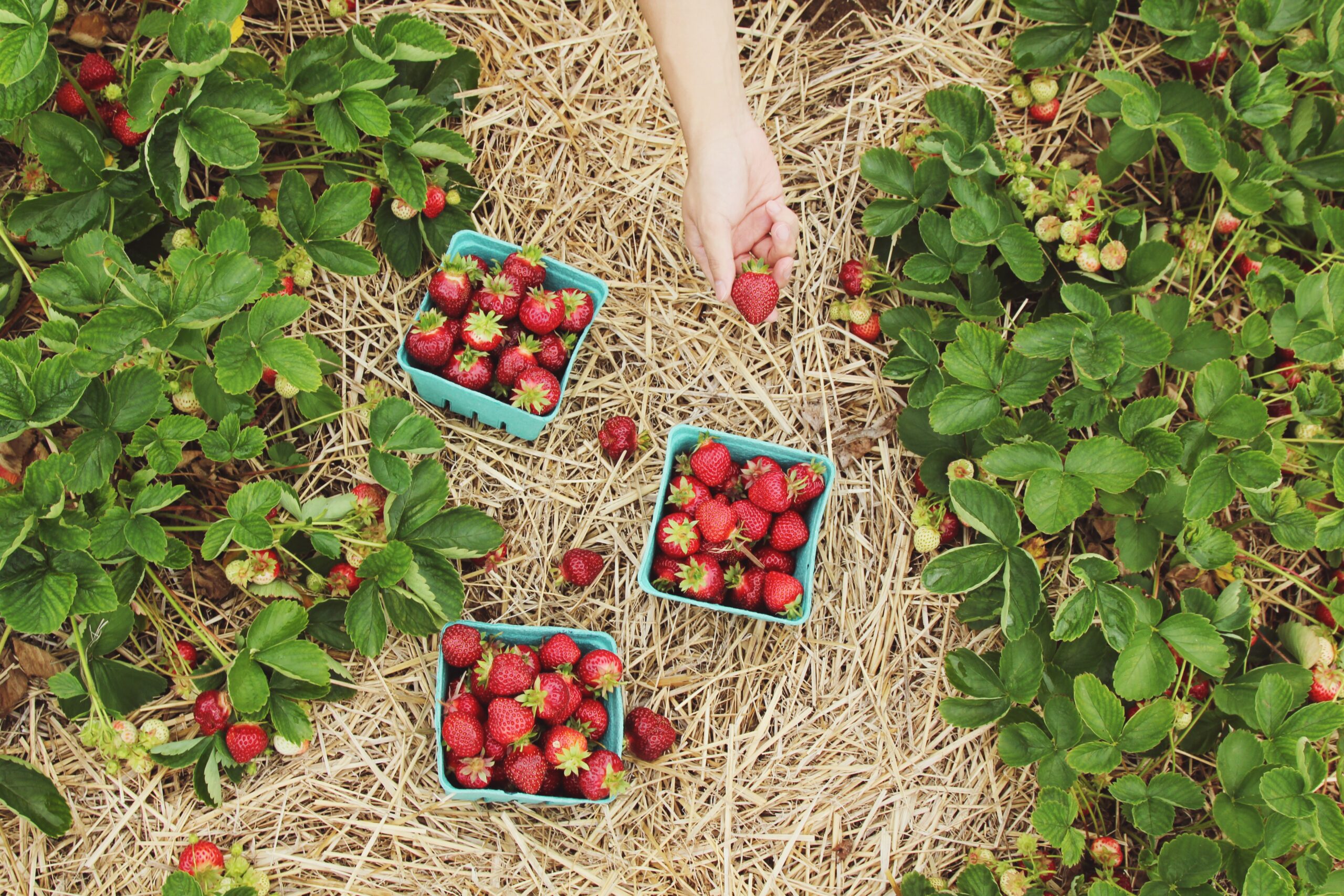 when to pick strawberries