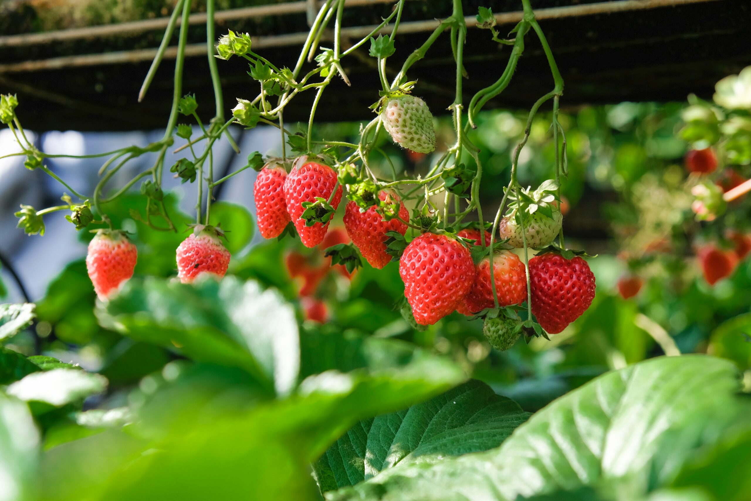 zone 4 strawberries