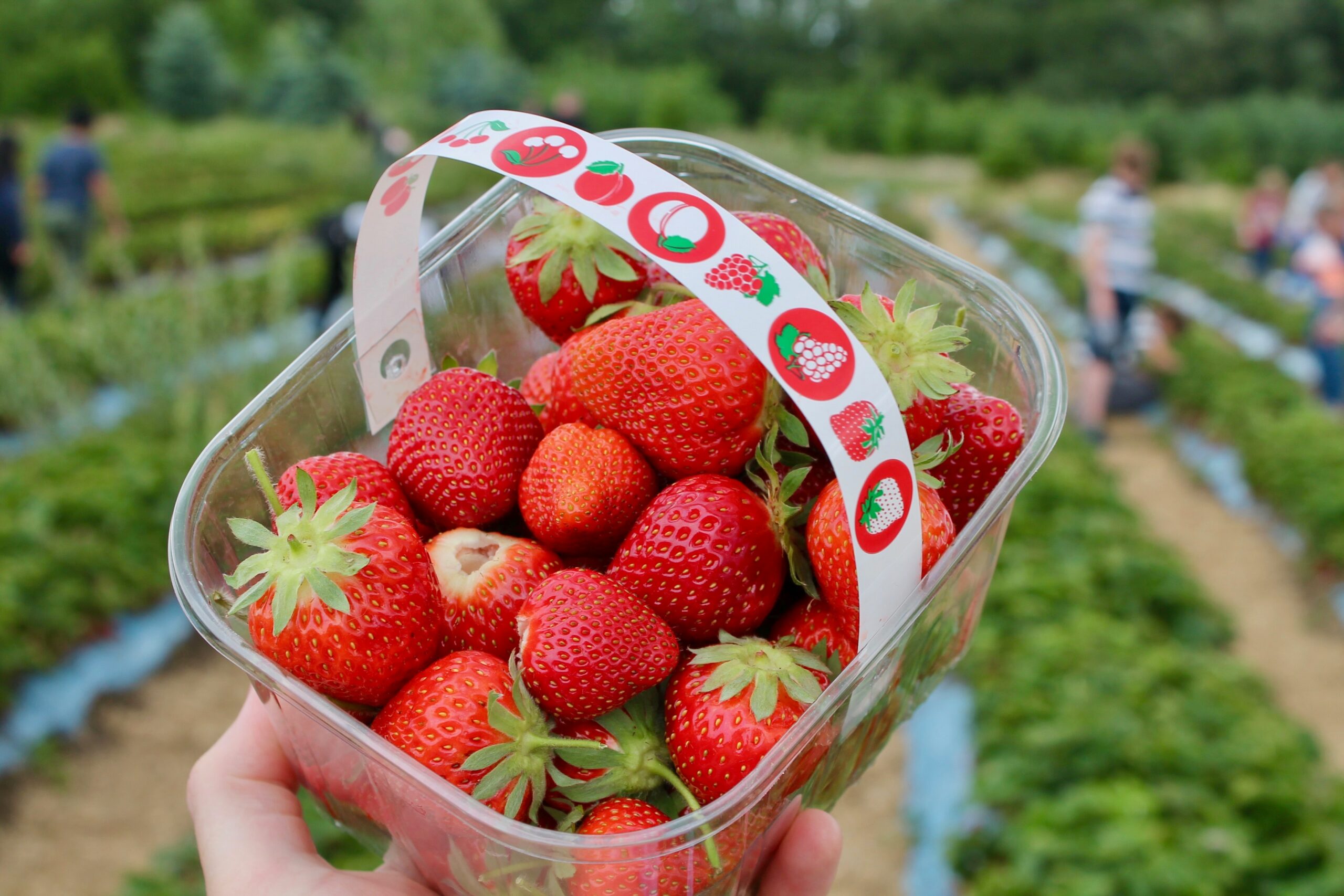 zone 6 strawberries